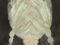 Illuusia